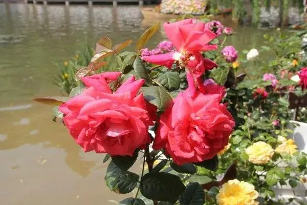 杭州月季花高架橋地址及觀(guān)賞時(shí)間