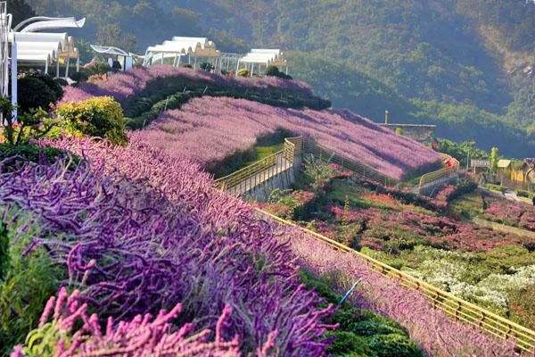 新津花舞人間<a href='http://m.vexzd.com/' target=_blank>旅游攻略</a> 附門(mén)票價(jià)格及交通指南